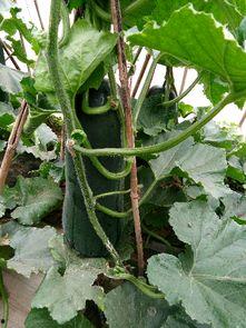 黑色吊瓜怎么吃,解锁美味新体验