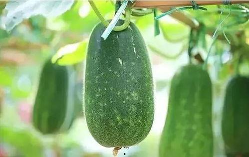 新时代吃瓜,揭秘网络舆论场中的新现象