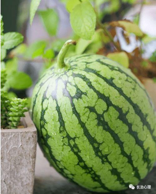 新时代吃瓜,揭秘网络舆论场中的新现象