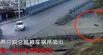 车祸撞车吃瓜狗,撞车瞬间，吃瓜狗成意外焦点