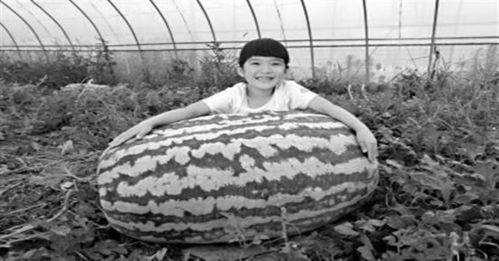 吃瓜人命案,揭秘背后真相与法律追责