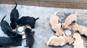 转圈圈吃瓜,揭秘娱乐圈的甜蜜与苦涩