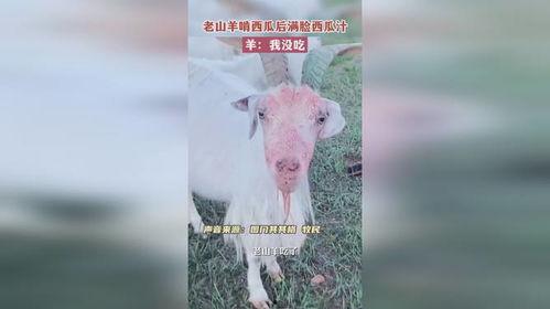 羊瓜老了怎么吃,探索传统食材的新吃法