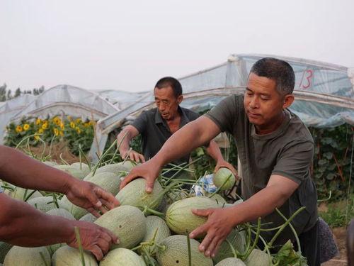 西大村吃瓜,一场别开生面的乡村狂欢