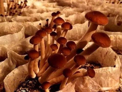 团播公司吃瓜,幕后真相与行业风云