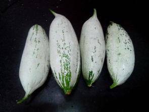 优雅吃瓜作者信息,探寻美食与生活的完美融合