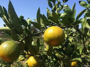 江西妻子吃瓜,揭秘背后的真相与反思