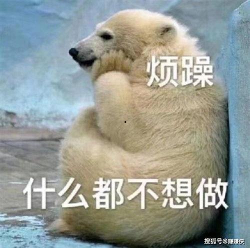 小鸭吃瓜表情包图片,萌态可掬，瓜趣横生