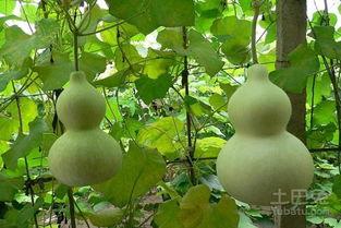 运动完吃葫芦瓜好吗,运动后食用葫芦瓜的益处与注意事项