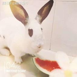 吃瓜兔小熊